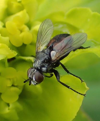 Besseria anthophila